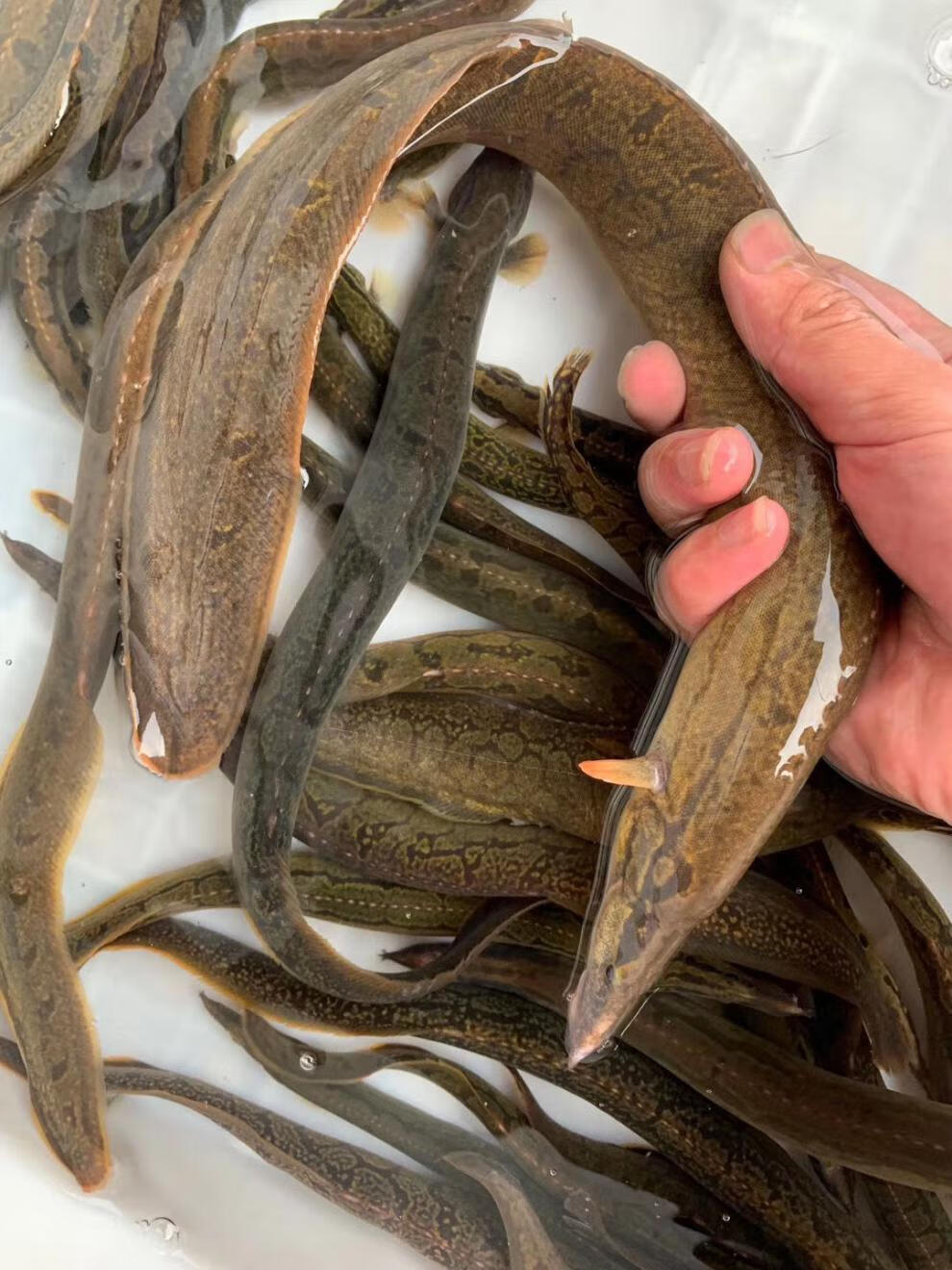 【好物推荐】鲜美惊刺鳅鱼倒鳅钢鳅刀鳅石锥猪麻记刀割淡水鱼刺鳅鱼