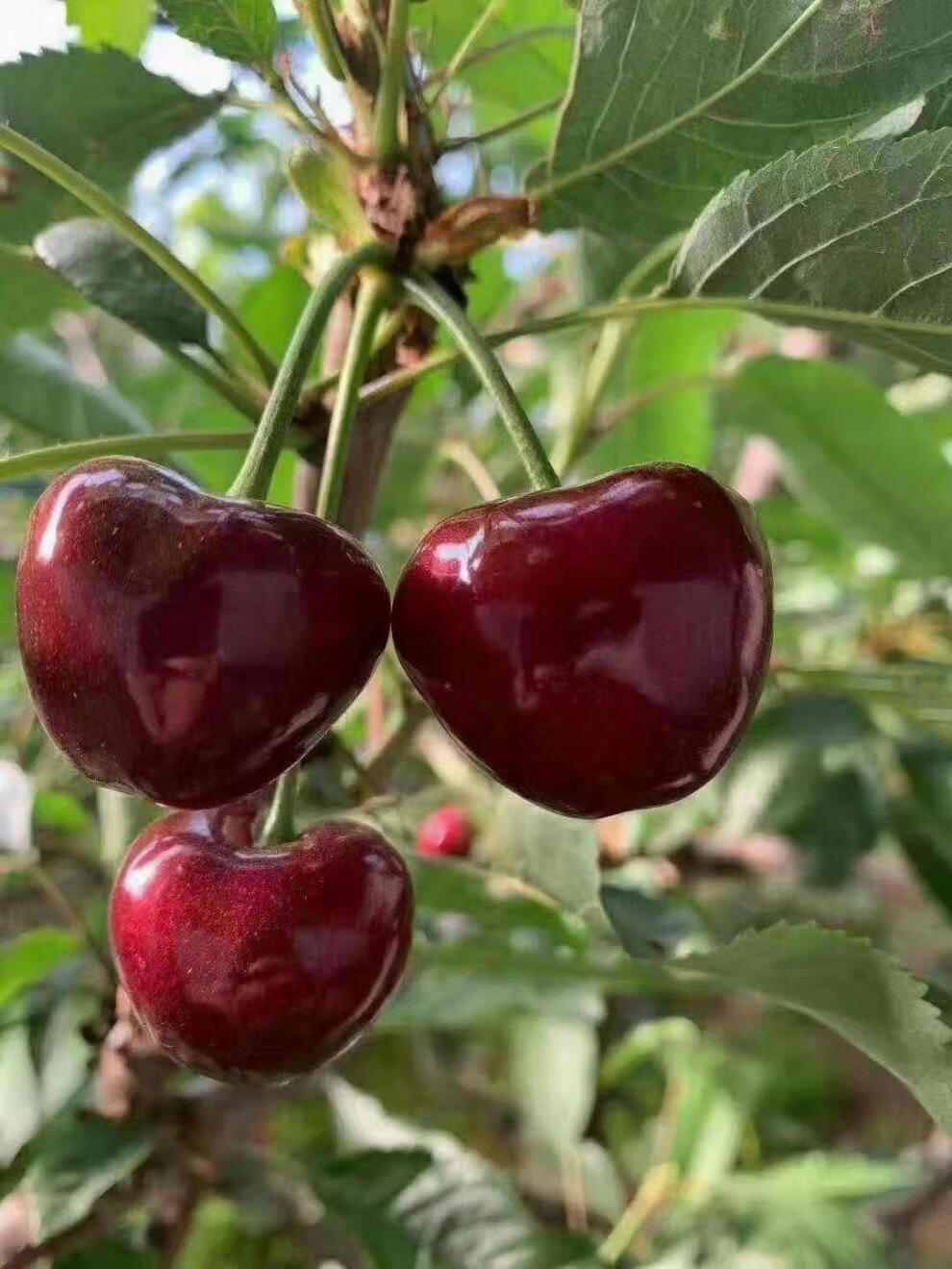 源外园新疆喀什车厘子大樱桃新鲜当季水果现摘现发顺丰 3斤 xl 24mm