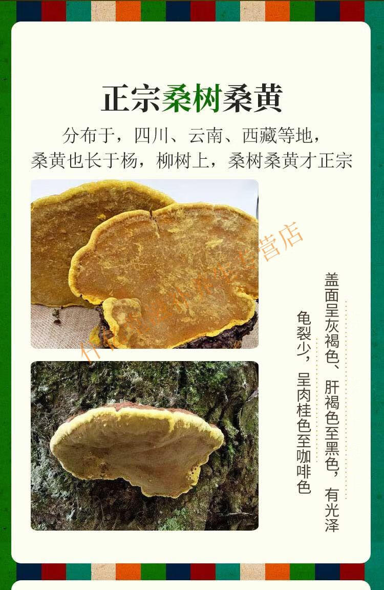才让卓玛桑黄孔菌灵芝正宗金边桑树桑黄天然250克