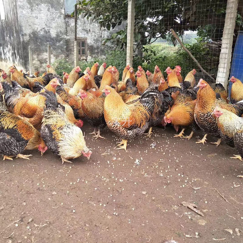 采缇(caiti)半斤芦花鸡苗脱温苗种金芦花鸡活体苗大种白芦花活鸡幼苗