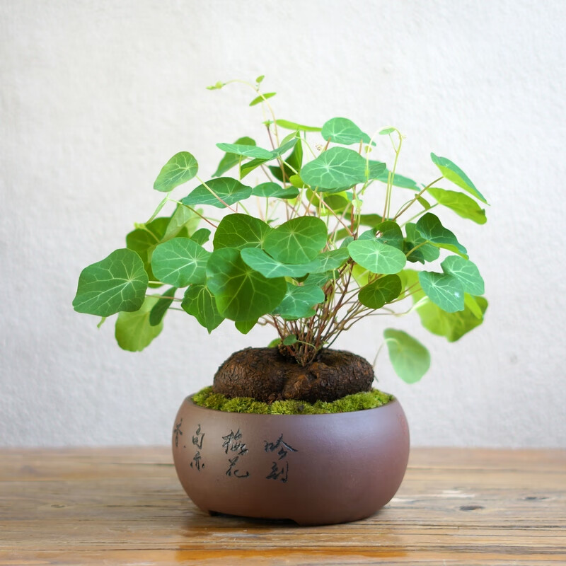 山乌龟金不换书房苔藓盆景办公室桌茶桌面绿植圆叶盆栽爬藤小绿植