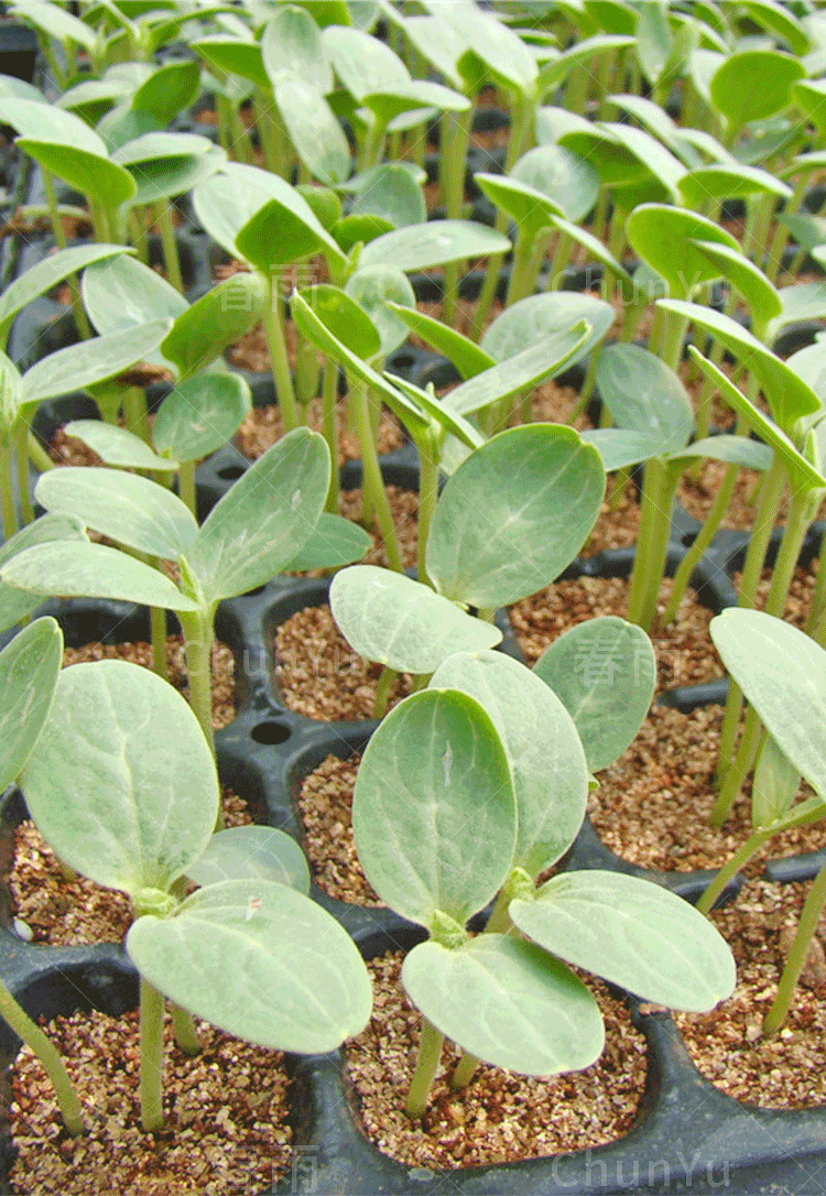 西瓜苗秧8424特大嫁接巨型四季早熟阳台盆栽种子种籽南方蔬菜水果甜王