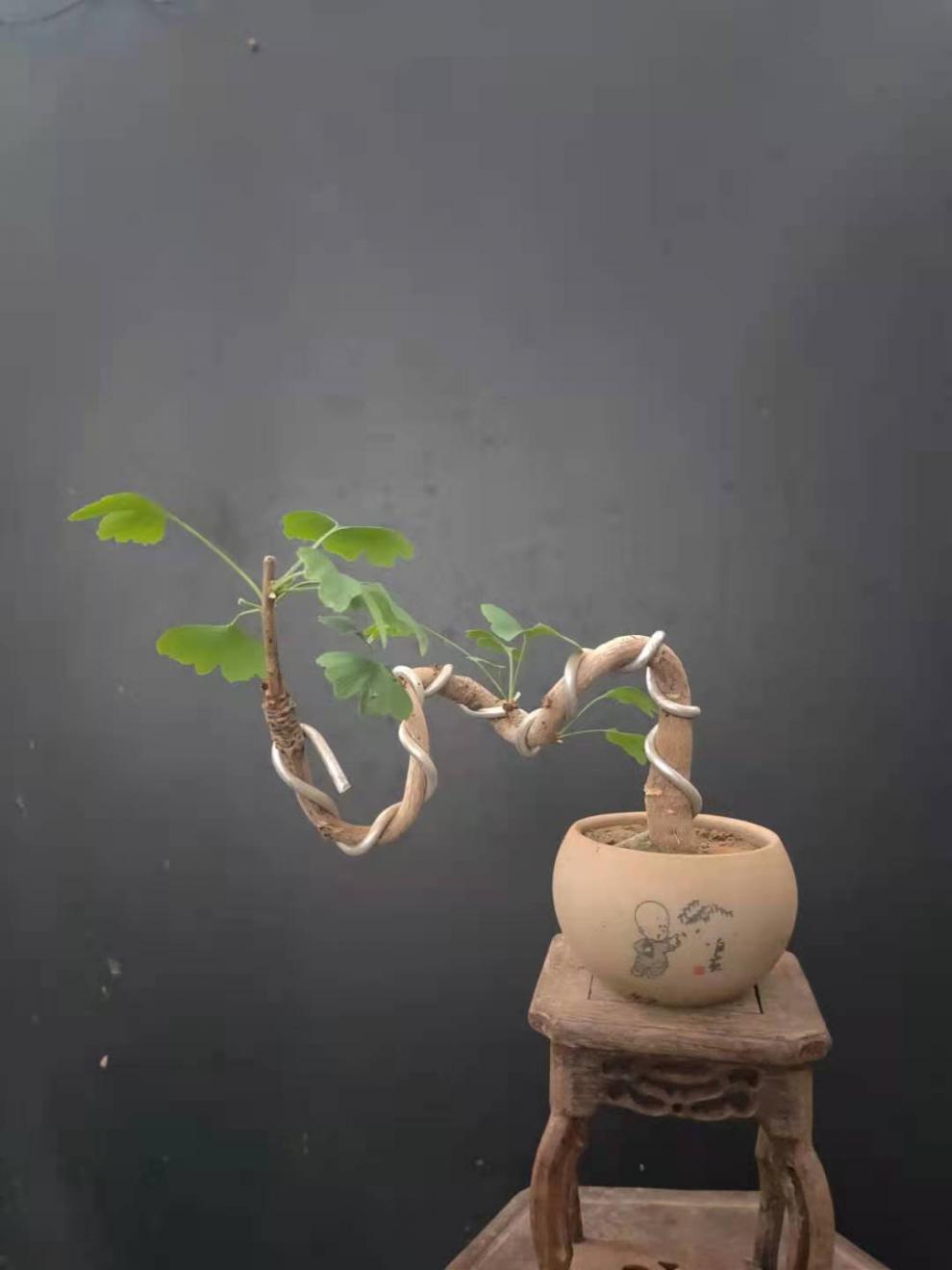 银杏新款造型盆景小桩办公桌绿植植物银杏造型盆景28带盆栽好