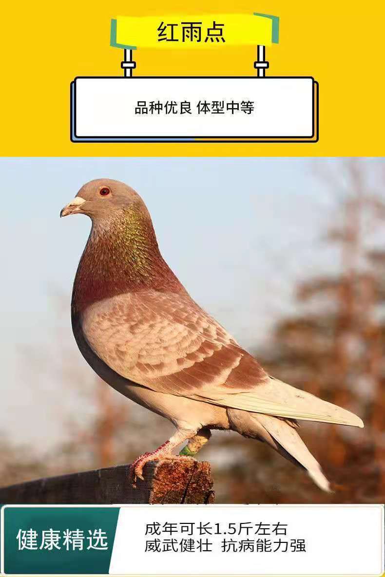 【店铺推荐】鸽子活体幼鸽乳鸽元宝鸽信鸽赛鸽种鸽白羽王落地王鸽子