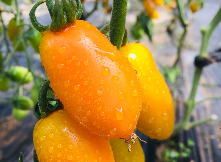 红黄花生小番茄柿子409小柿子圣女果孕妇水果特价顺丰 5斤红【图片