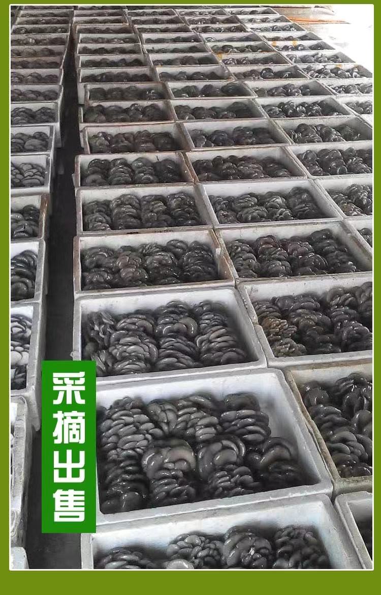 二级原种 江都天达食用菌研究所1店 平菇原种平菇菌种平菇二级种 二区