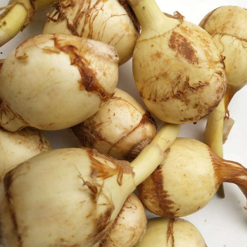 云南大慈姑新鲜现挖大茨菇现挖现发马蹄蔬菜茨菰蔬菜