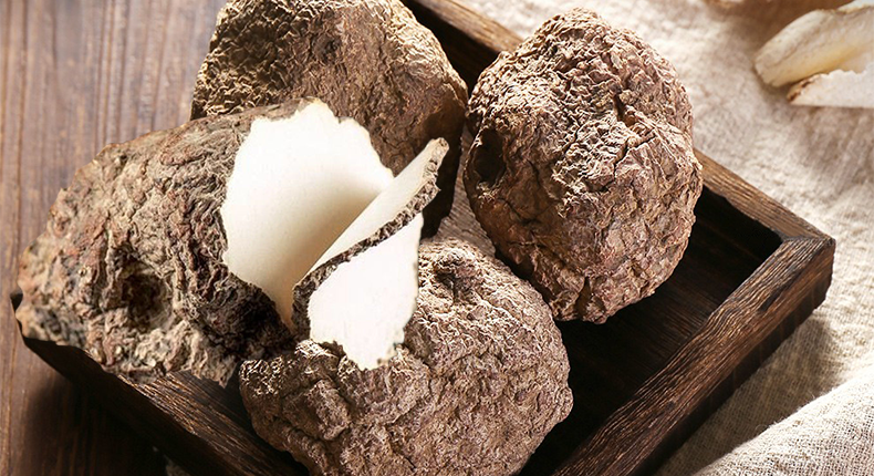 野生虎奶菌虎奶菌热带虎奶汤乳灵芝儿童煲汤 官方旗舰100g 赠【海底椰