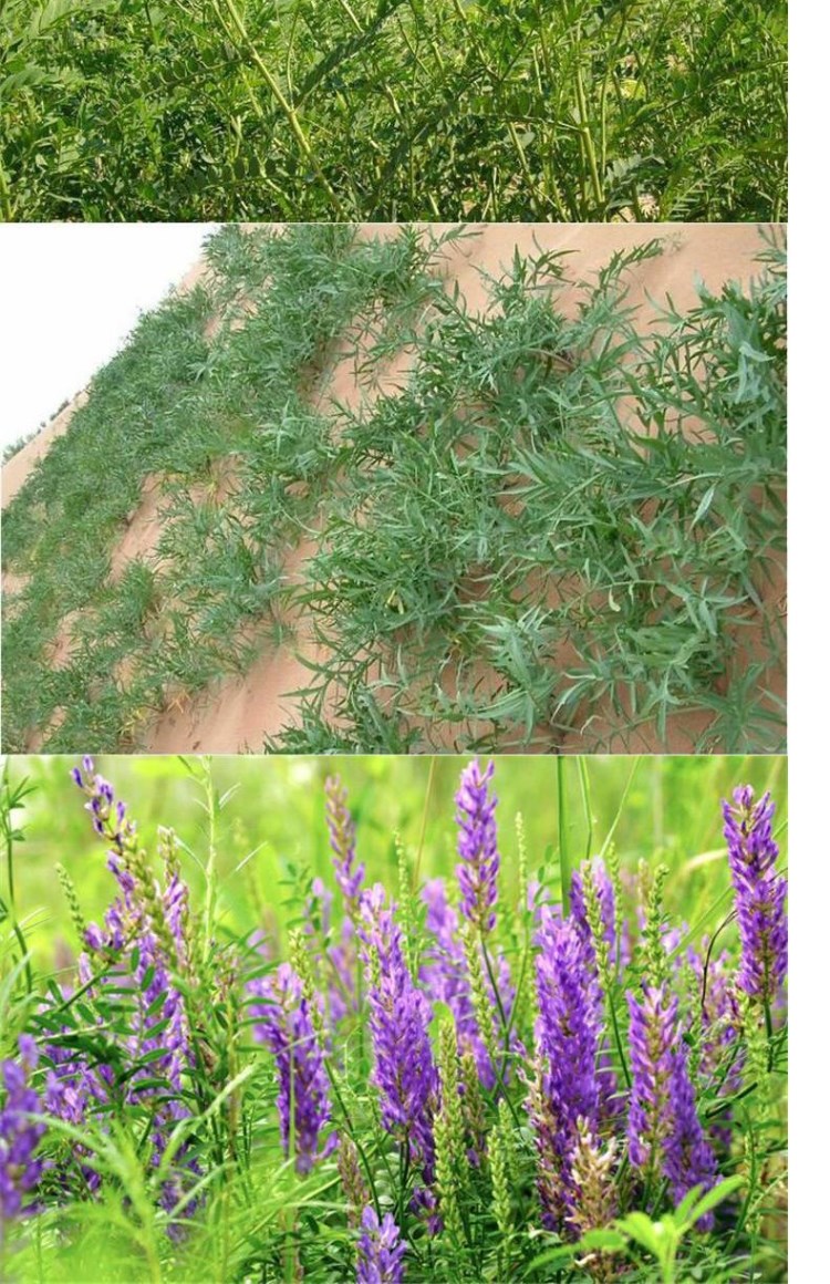 沙打旺种子多年生牧草种子防沙固土护坡草耐寒耐旱盐碱草籽花乡邻里 