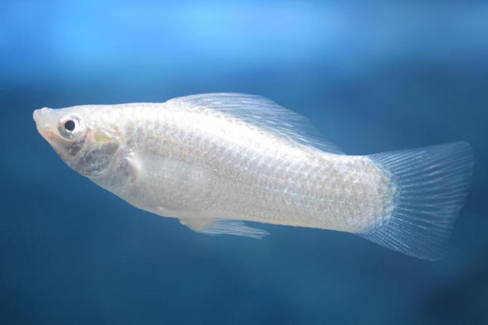 cmcm皮球玛丽鱼观赏鱼小型胎生鱼热带鱼孔雀鱼米奇鱼黑尾月光红剑