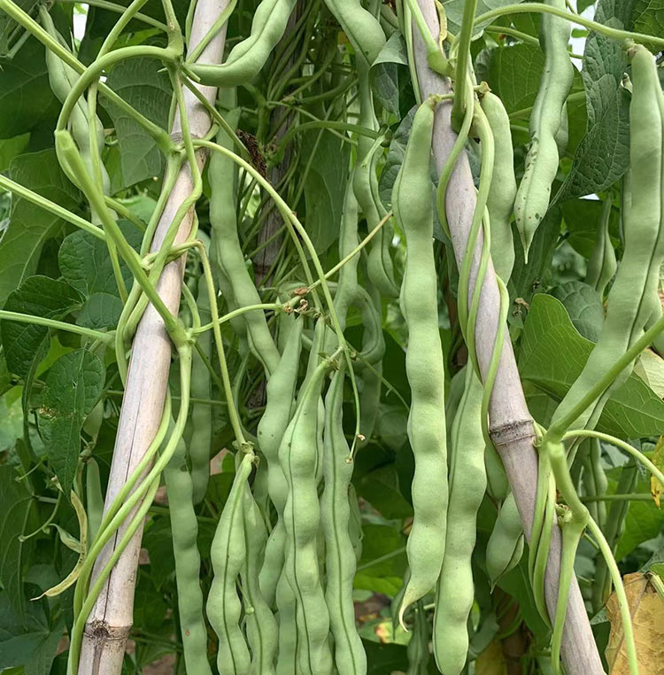 贵州四季豆种孑青棒豆芸豆无筋青荚无架四季豆种籽高产蔬菜种籽子青荚