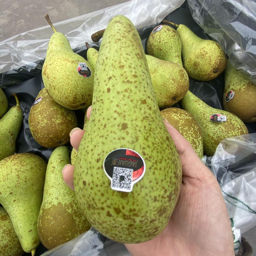 比利时荷兰青啤梨啤梨热带水果梨子软糯香甜宝宝辅食坏果包赔精选果共