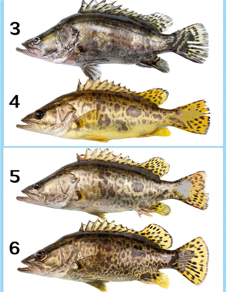 京诗悦淡水鱼桂鱼鳜鱼鳌花鱼扁桂鱼季花鱼现捕鲜活现杀生鲜水产约500g