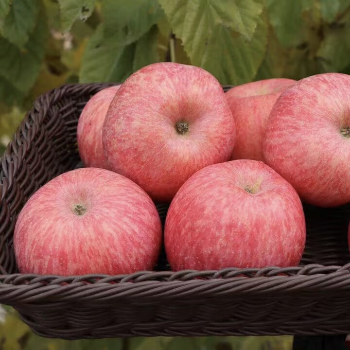 芬岚 灵宝寺河山苹果红富士5斤新鲜现摘农家高山苹果脆甜当季孕妇水果