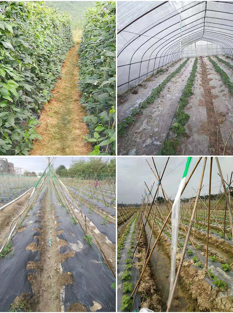 豆角网架植物爬藤网攀爬瓜网山药豆角豇豆黄瓜苦瓜丝瓜吊瓜百香果种植