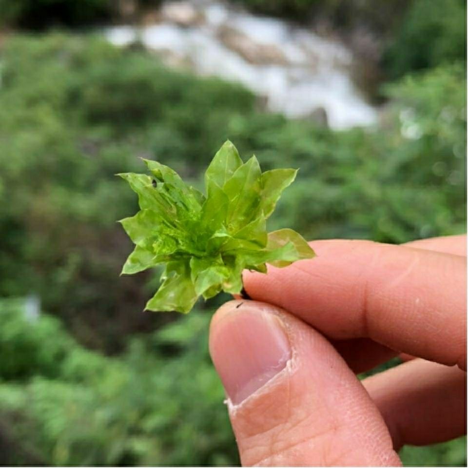2021新货云南野生回心草回心草 250g【图片 价格 品牌 报价】-京东
