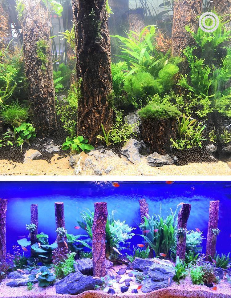 香槟树造景树干森林造景树桩雨林缸水草缸鱼缸水族天然沉木造景大 高