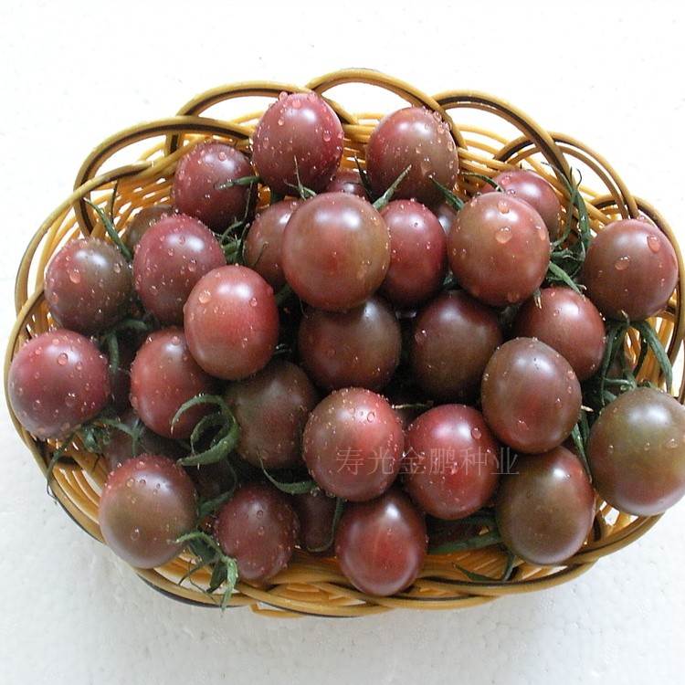 紫色樱桃番茄种子特色紫黑色圣女果种籽种苗荷兰进口甜度高紫玲珑紫