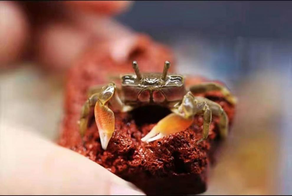 水族小螃蟹迷你辣椒蟹除藻蟹淡水蟹活体观赏蟹可爱宠