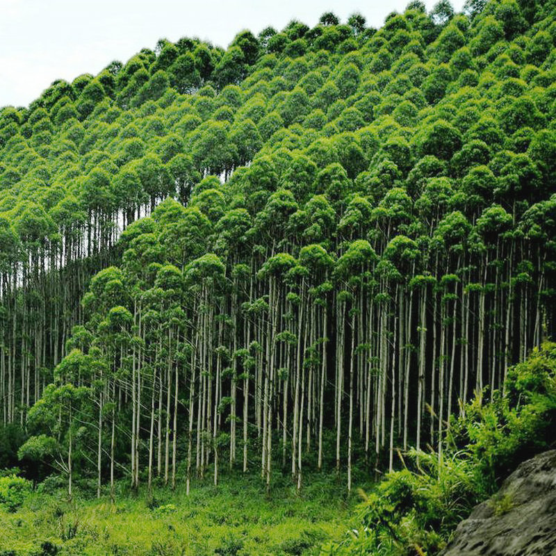 桉树种子细尾叶巨桉蓝桉澳大利亚杏仁桉大叶速生桉树广林九26号籽 29