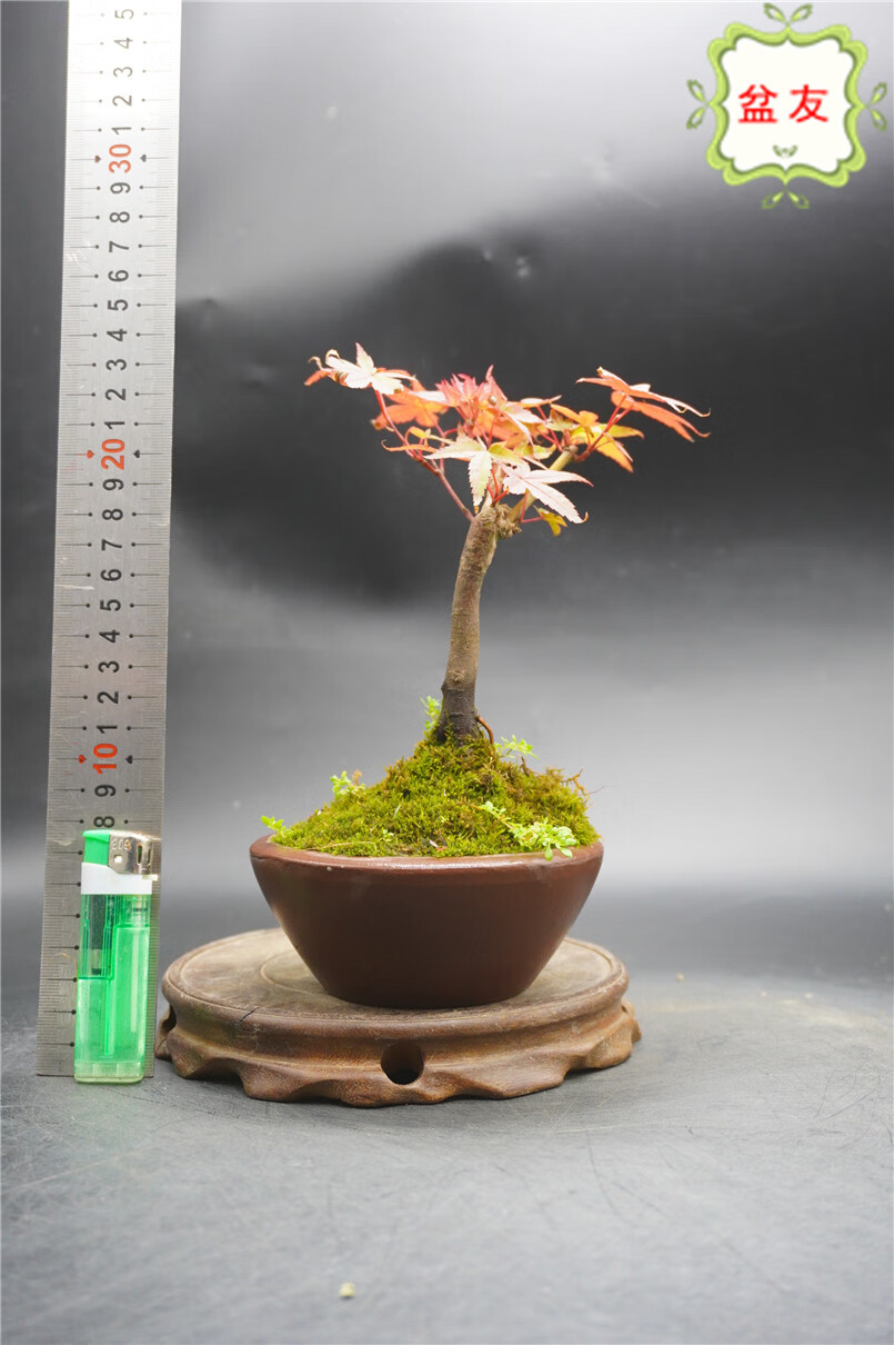 枫树盆景日本红枫出猩猩盆栽微型艺术造型植物修身养性实拍日本红枫出
