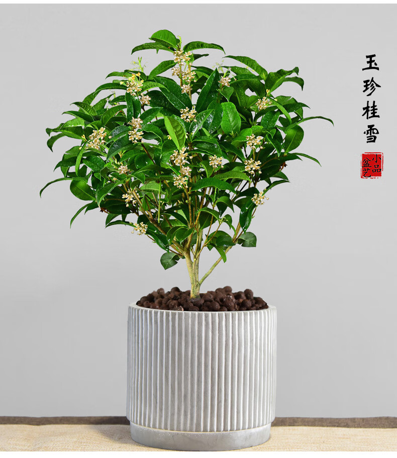 四季桂花树盆栽植物盆景阳台室内好养庭院常青绿植开花浓香型花卉 楠