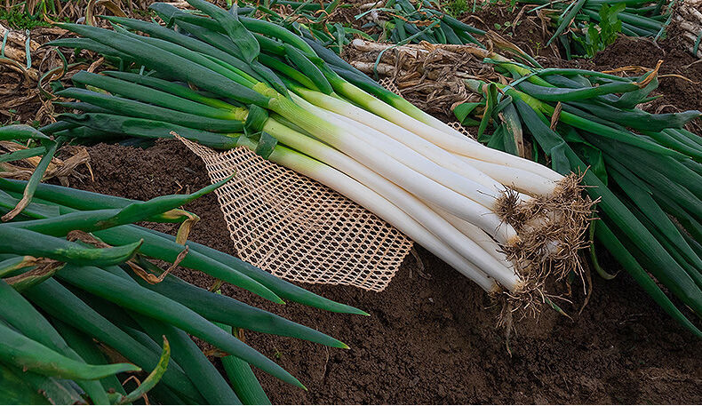 山东大葱新鲜铁杆绿葱香葱蘸酱去皮葱9斤去皮去半叶