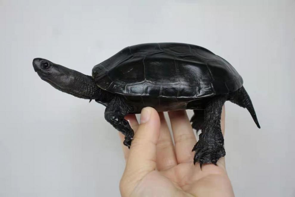 荣郁 全品黑腹墨龟苗全黑活体墨龟成年小乌龟中华草龟墨观赏龟 大老碳