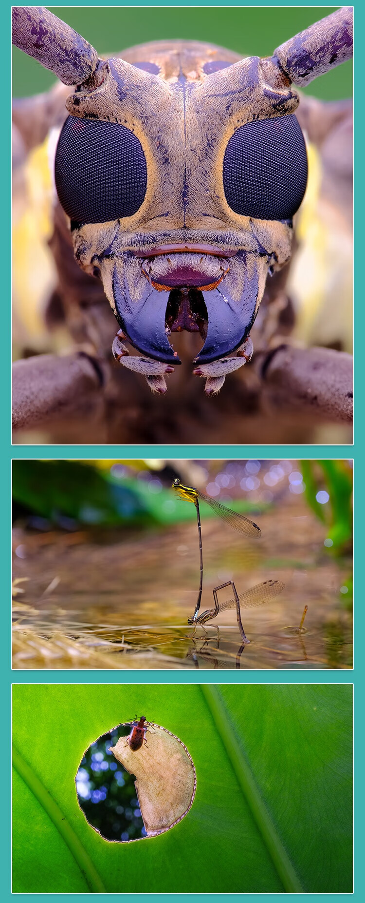老蛙百微100f28全画幅微距微单镜头瓜哥定焦昆虫旅游深圳实体店蓝朗