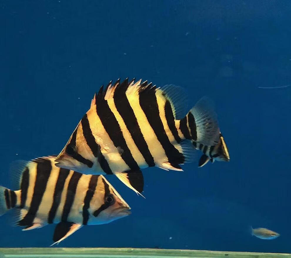 工匠头虎鱼活体印尼虎鱼苏虎苏门答腊虎鱼四纹虎鱼观赏鱼热带鱼龙配鱼