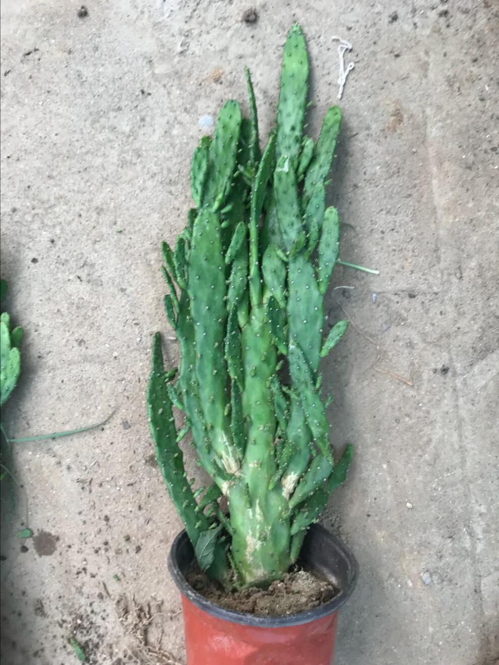 盆栽仙人掌室内阳台绿植花卉仙人掌类千佛手多肉植物千手观音盆栽中盆