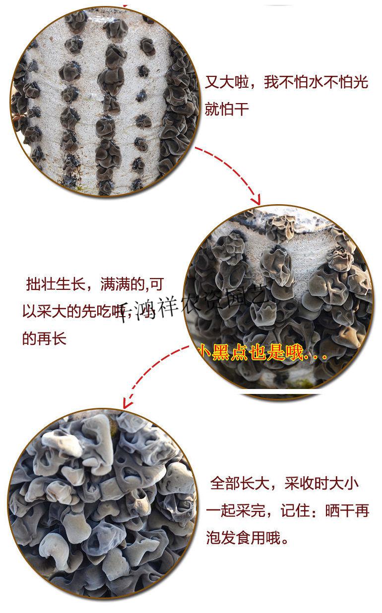 段木黑木耳菌种黑木耳菌包蘑菇菌包蘑菇种植包黑平菇菌种木耳菌种家庭