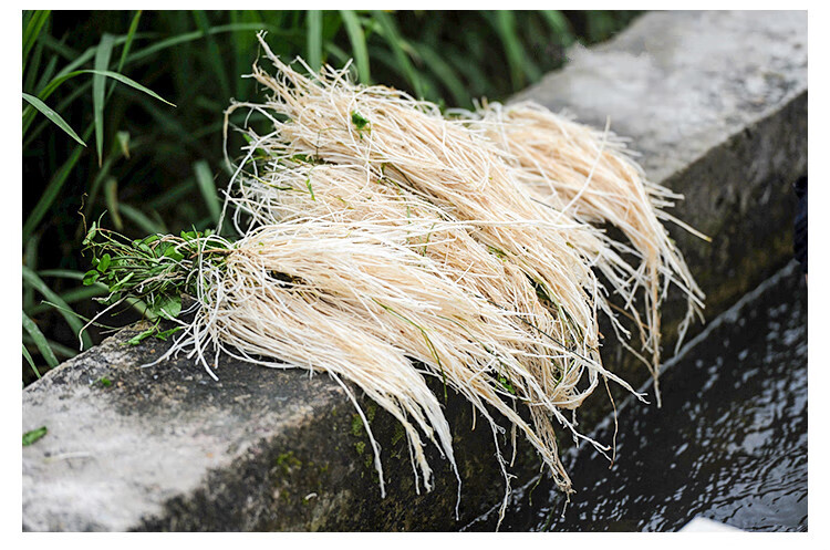 丝线根一排10扎粤北野外生龙须草养肝金草赶黄草汤料汤包煲汤杞里香