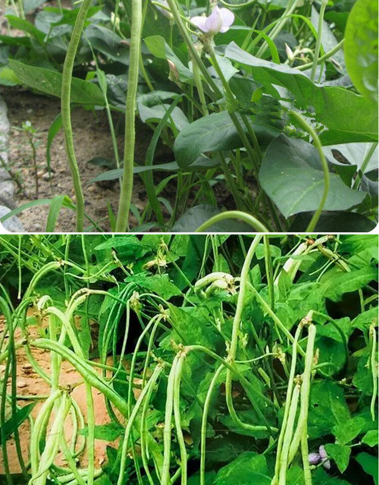 地豆种籽美国无架豆种子豇豆长豆角无筋四季豆高产四季庭院蔬菜美国