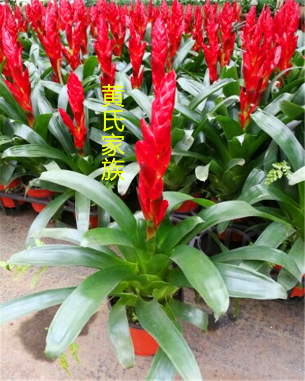 凤梨新款火炬鸿运当头卡丽黄金玉扇红宝石四季开花喜阴带花 黄色高