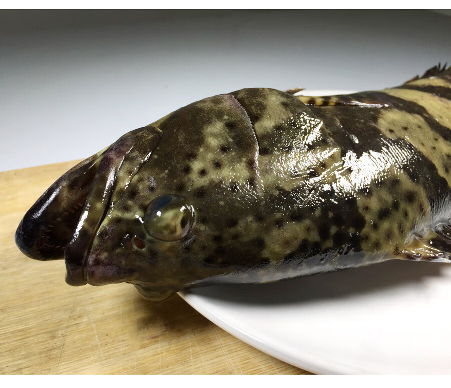 沢素湾 龙胆石斑鱼 鲜活特大石斑鱼 6斤龙胆鱼 海鲜水产 整条发货不处