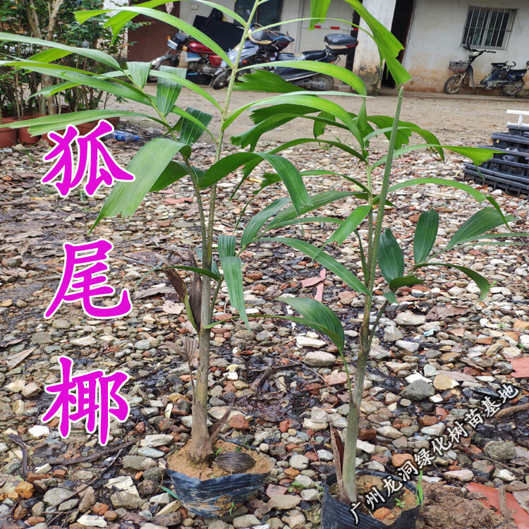 花姬澳大利亚狐尾椰子苗四季常绿观叶植物棕榈科狐尾椰苗庭院花园盆栽