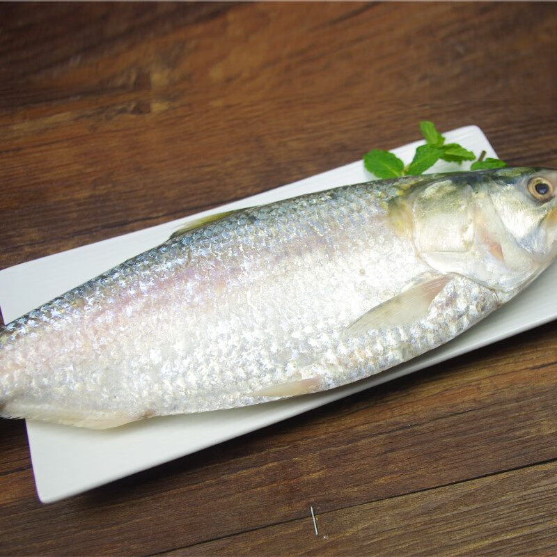 mpdq【顺丰冷链】鲥鱼鲜活 长江淡水鲥鱼 新鲜冰鲜现杀 生鲜水产鱼中