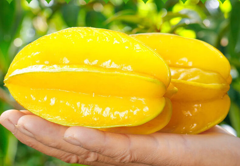 顺丰直达福建漳州杨桃5斤大果杨桃水果新鲜现摘酸甜杨桃鲜果星星洋淘