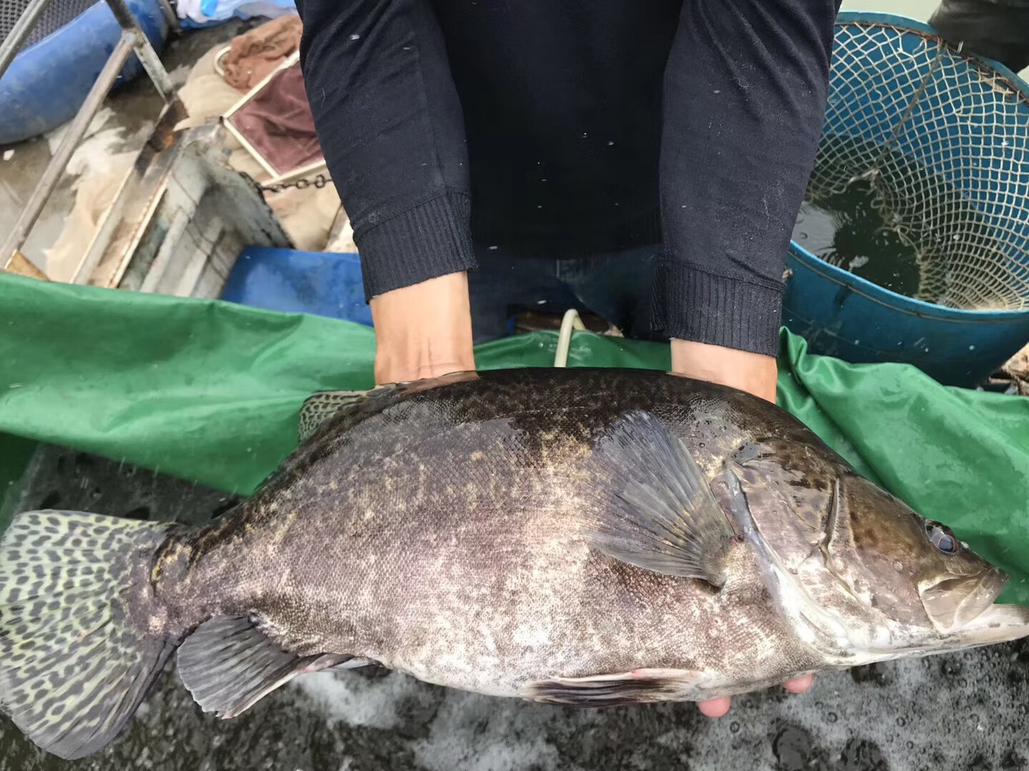 荣郁2021红纹鳜鱼苗翘嘴红纹桂鱼已发色淡水原生观赏鱼贵鱼桂鱼肉食性