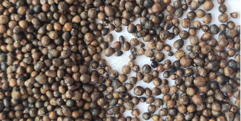 野生黄荆子枕头超矮决明子黄荆子低枕薄枕头夏季护颈枕单成人护颈椎硬