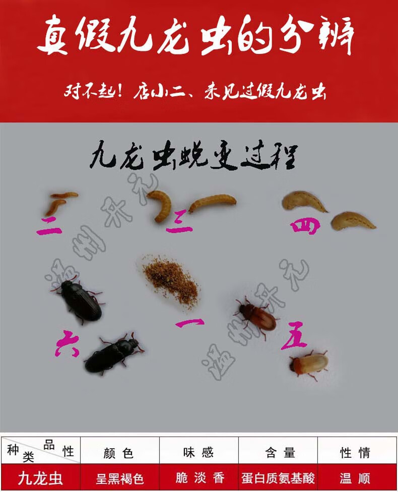 正宗九龙虫 九龙虫活体 长寿虫 洋虫 宠物虫 长命虫 26克(约2000只)