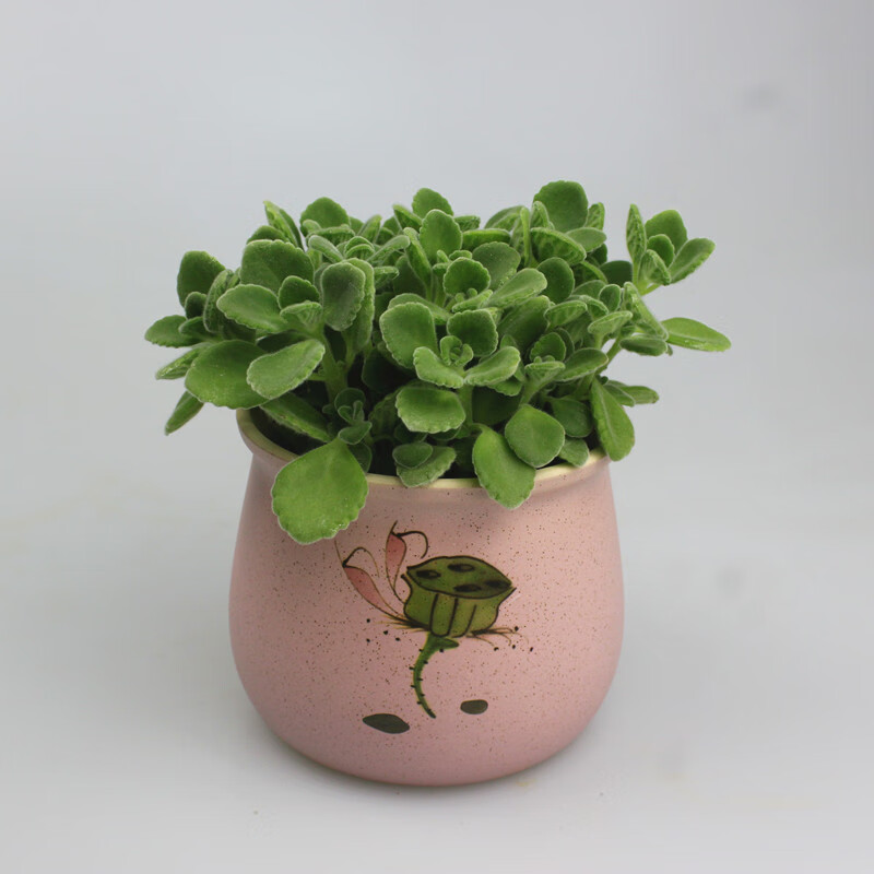 一抹香盆栽室内碰碰香多肉植物带盆d7有你真牛含盆