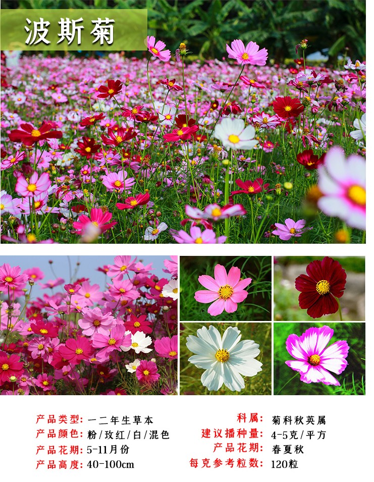 花姬春天花种子波斯菊种子格桑花种籽子易种易活花籽室外野花组合种孑