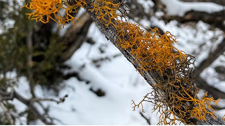 暖炉红雪茶红雪茶西藏高原红雪茶 1盒【图片 价格 品牌 报价】-京东