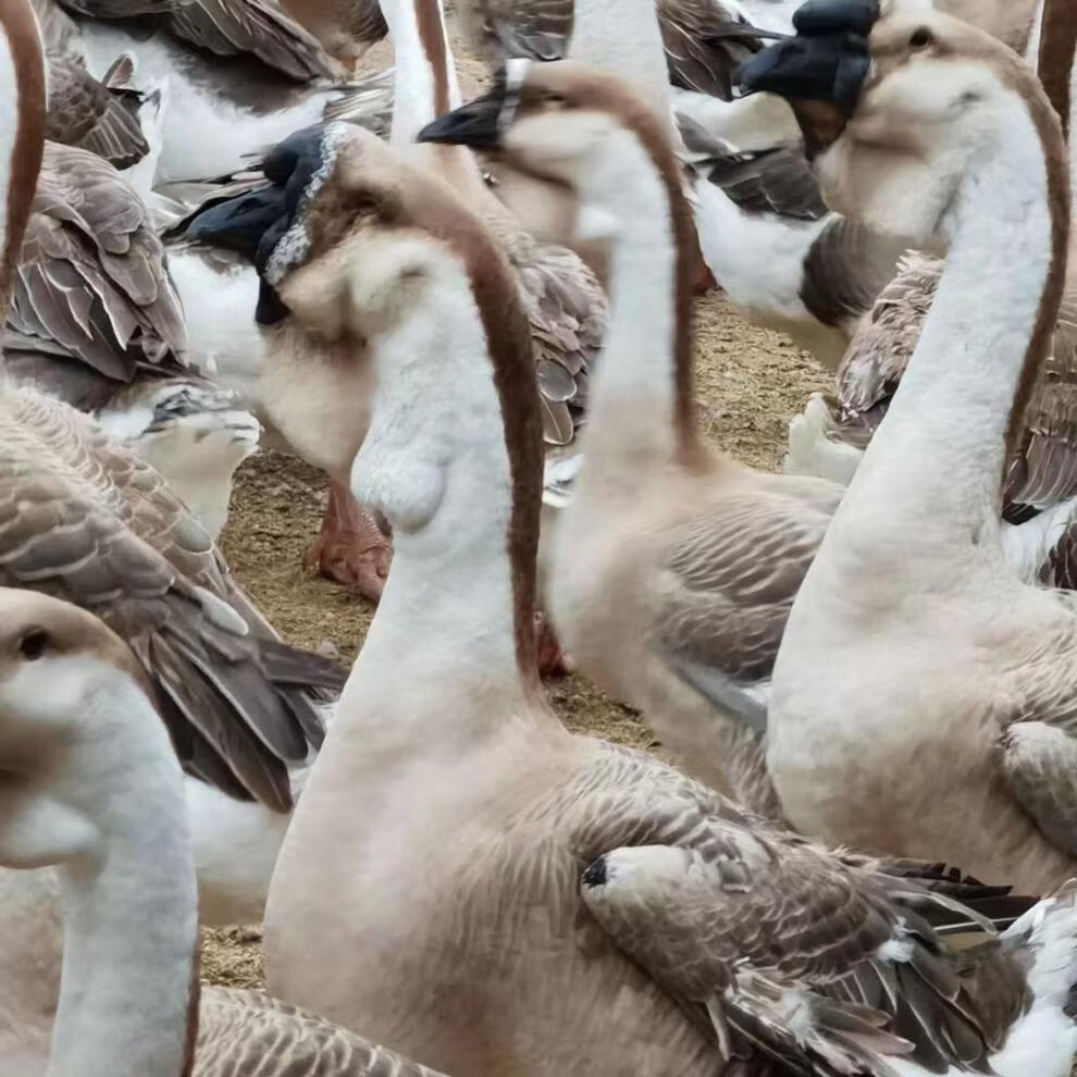 汕头鹅苗巨型灰狮头鹅苗活体鹅澄海特大正宗狮头鹅大鹅小鹅苗包活
