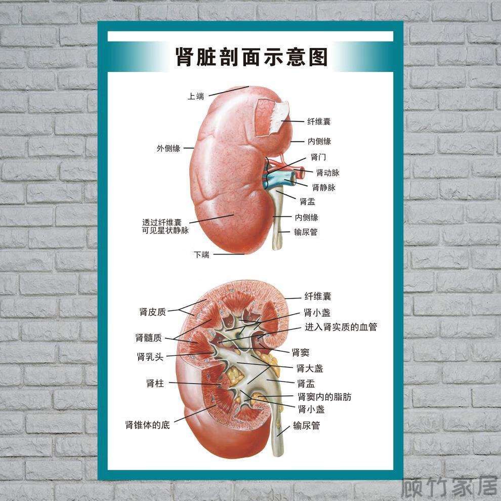 人体内脏解剖示意图医学宣传挂图人体器官心脏结构图医院海报全身器官
