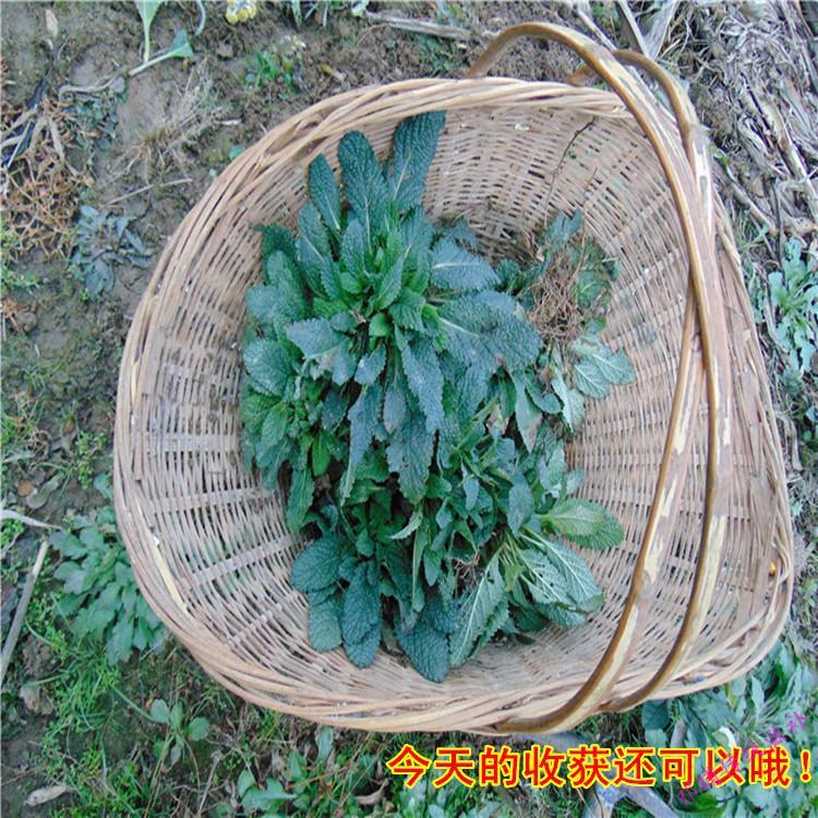 大别山蛤蟆草 蟾蜍草雪见草癞青蛙草雪里青荔枝草干品 整颗车前草一斤