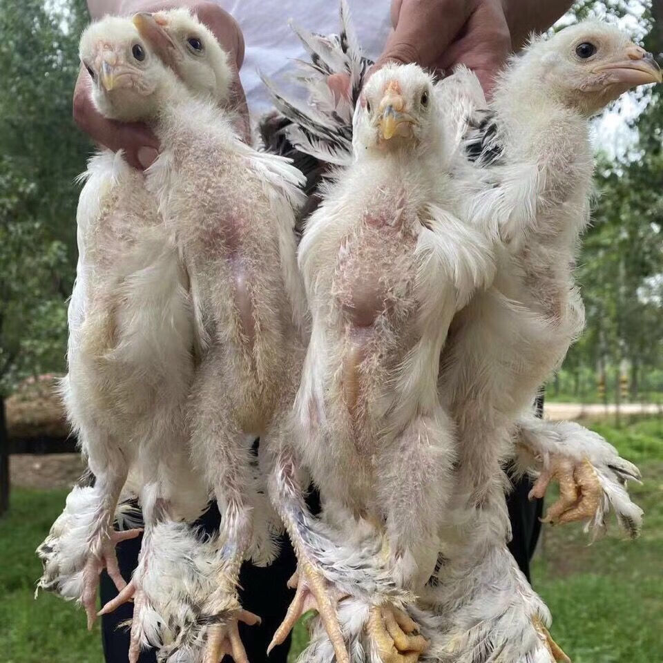 婆罗门鸡活苗 婆罗门鸡纯种梵天鸡宠物幼崽活鸡巨型大体型进口种鸡包