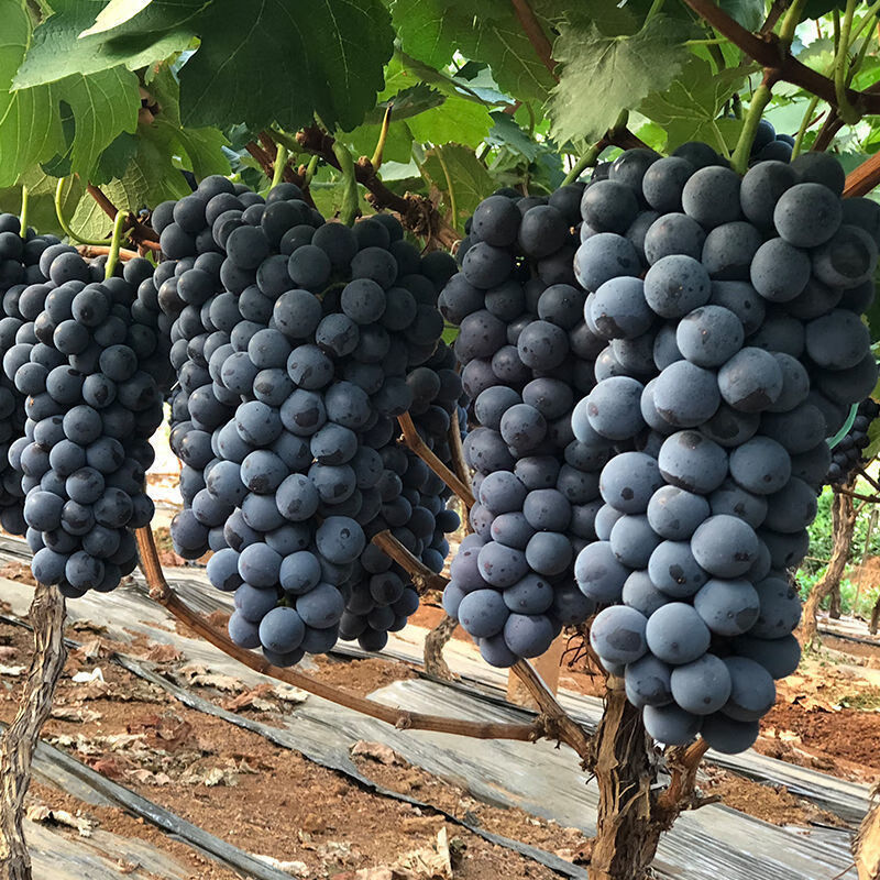 现摘夏黑葡萄新鲜夏黑无核葡萄无籽葡萄黑葡萄陕西酿酒 净重4斤串装